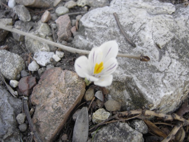 Fiori primaverili